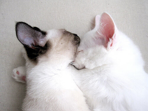 乐鱼体育官网入口-中国三人篮球男队保持比赛状态稳定，中国男子三人篮球队