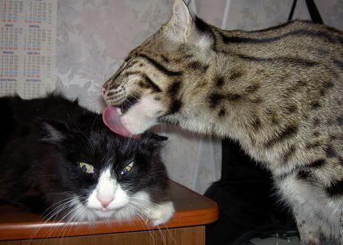 乐鱼体育官网下载-压迫式防守是否更容易带动节奏起伏,压迫式是什么动作