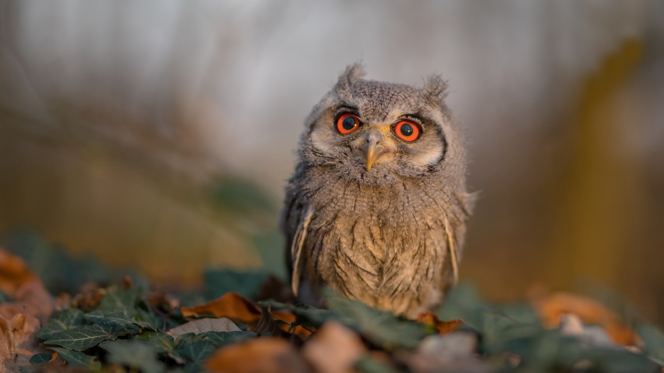 乐鱼体育在线登录-中乙俱乐部鼓励退役老将担任青训导师延续足球智慧，中乙俱乐部梯队招募